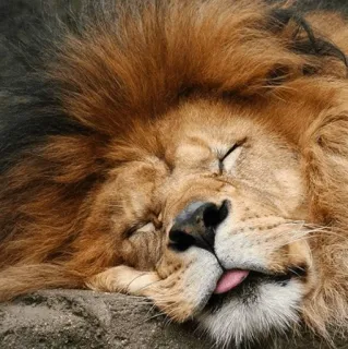 😴 лев, спящий, животное, дикая природа, кошка telegram sticker