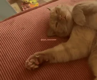 😳 @kyet_lover2004 chat, dormir, animal, animal de compagnie, mignon whatsapp sticker