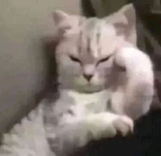 😞 cat, thinking, animal, pet whatsapp sticker