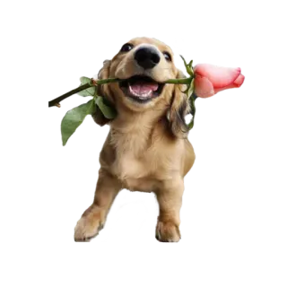 🌹 dog, flower, rose, cute, animal, puppy whatsapp sticker