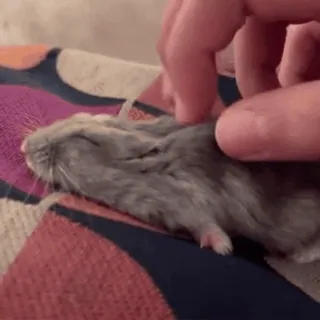 🐹 hamster, animal de estimação, animal, fofo, roedor, pequeno, cinza, dedos telegram sticker