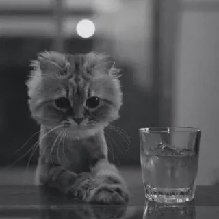 😐 cat, drink, water, pet, animal, glass, cute telegram sticker