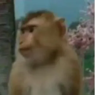🤨 aap, dier, wilde dieren, primaat, zoogdier whatsapp sticker