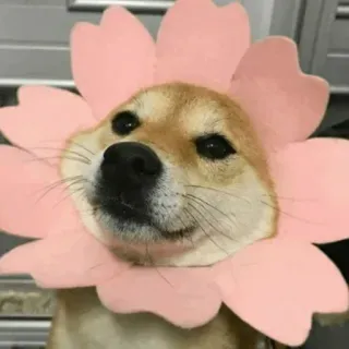 😐 chien, fleur, mignon, animal, shiba inu, animal de compagnie telegram sticker