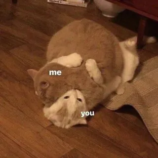 🤗 me you кот, мем, борьба, смешной, игривый, животные telegram sticker