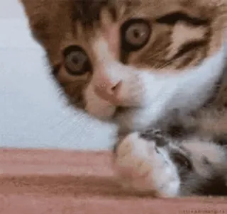 🌟 cat, kitten, animal, cute, pet, domestic animal telegram sticker