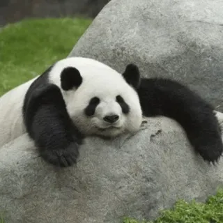 🐼 Panda, Animal, Oso, Lindo, Durmiendo, Relajado, Naturaleza telegram sticker