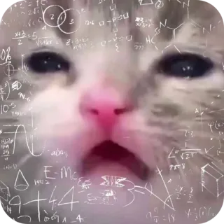 👍 105
Veli
13:5
10
2
19
al
E-M
14:2
4
Σ
777
N
1.2
A chat, maths, confus, mème, drôle, équation, pensant telegram sticker