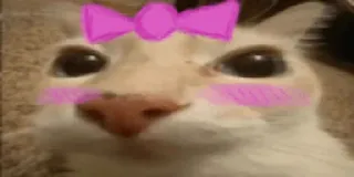 🎀 Katze, süß, Schleife, erröten telegram sticker