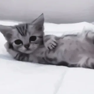 💗 котёнок, кот, милый, очаровательный, животное, питомец, полосатый telegram sticker