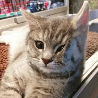 🍑 cat, kitten, cute, animal, pet, domestic animal, grey cat telegram sticker
