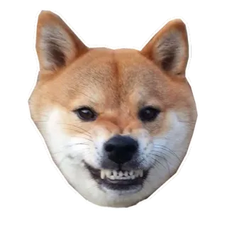 😠 собака, сиба-ину, животное, стикер, мем telegram sticker