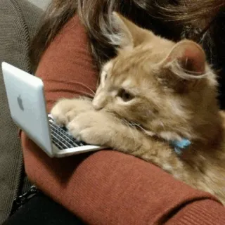 🐾 猫, コンピューター, 動物, ノートパソコン, 子猫, ペット telegram sticker