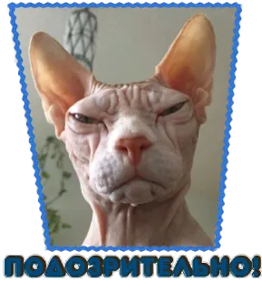 🙄 ПОДОЗРИТЕЛЬНО! cat, sphynx cat, suspicious, pet telegram sticker