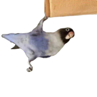 crazy parrots telegram stickers