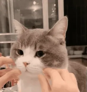 😸 kat, huisdier, dier, schattig, huiskat, zoogdier telegram sticker