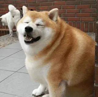 🐕 perro, shiba inu, feliz, animal, mascota whatsapp sticker