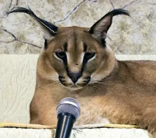 🎤 cat, microphone, floppa, caracal, animal telegram sticker
