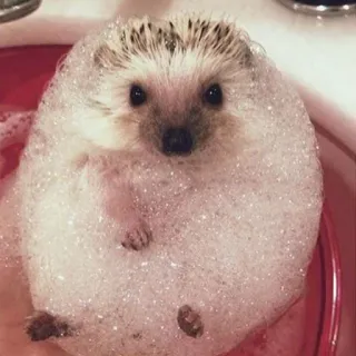 🦔 riccio, animale, bolle, bagno, carino whatsapp sticker