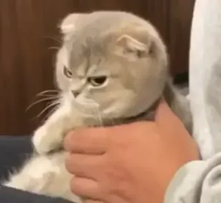 ➰ gato, enojado, gruñón, mascota, gatito, Scottish Fold telegram sticker