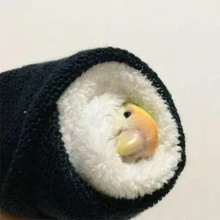 😴 Sushi, Perroquet, Oiseau, Nourriture, Drôle, Mignon telegram sticker