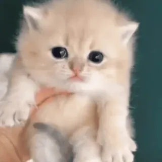 ❤️ 子猫, かわいい, 猫, 動物, ペット, 小さい, ネコ科 telegram sticker