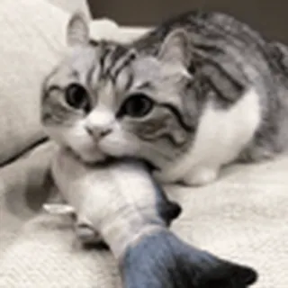🐟