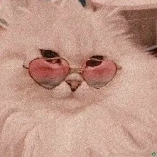 😎 cat, sunglasses, heart-shaped glasses, pet, animal, fluffy telegram sticker