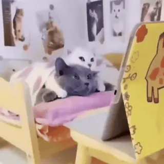 🌟 猫, 子猫, 見ている, タブレット, 可愛い, 動物 whatsapp sticker