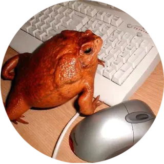 👷 frog, keyboard, computer, mouse, animal telegram sticker