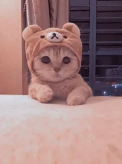 🐱 고양이, 새끼 고양이, 동물, 귀여운, 곰돌이 모자, 애완 동물 telegram sticker