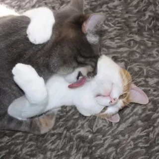 ❤️ chats, animaux, animaux de compagnie, animaux domestiques, félins, jouer telegram sticker