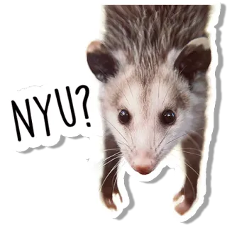 Opossum whatsapp stickers