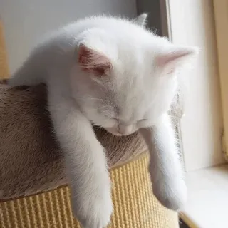 🍑 cat, kitten, white, sleeping, cute, animal, pet telegram sticker
