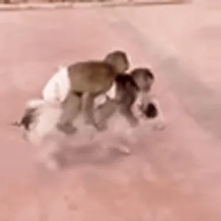 🐗