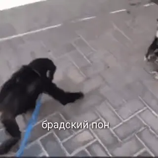 🦧 брадский пон monyet, binatang, kera, Rusia telegram sticker