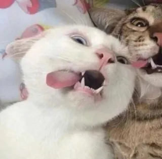 👅 gatos, animais, animais de estimação, lambendo, língua telegram sticker