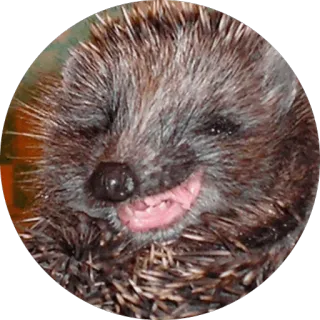 😂 hérisson, animal, mignon, joyeux, souriant telegram sticker