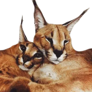 💑 каракал, флоппа, кот, животное, крупный кот, экзотический питомец, мем telegram sticker