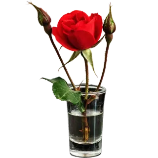 🌹 กุหลาบ, ดอกไม้, สีแดง, แจกัน, ธรรมชาติ, พืช, บาน telegram sticker