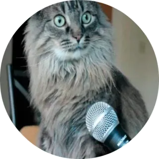 😕 chat, micro, chant, animal, drôle, mème telegram sticker