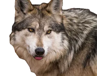 😝 wilk, zwierzę, dzika przyroda, ssak, natura telegram sticker