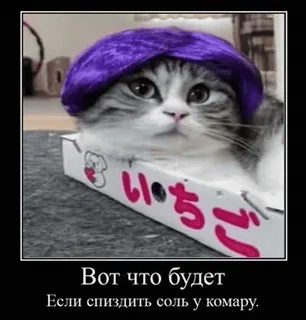 🌟 Вот что будет
Если спиздить соль у комару. cat, hat, box, text telegram sticker