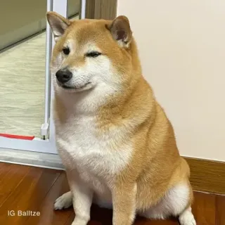 🏷 Balltze IG Balltze chó, shiba inu, động vật, thú cưng, meme telegram sticker
