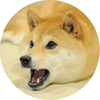 😧 犬, 柴犬, 動物, ペット, 家畜 telegram sticker