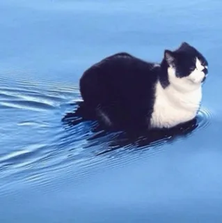🧈 chat, natation, eau, animal, animal de compagnie, mammifère, chat noir et blanc telegram sticker