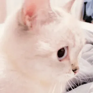 🥺 mèo, động vật, mèo trắng, thú cưng telegram sticker