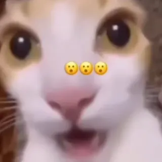 😮 cat, surprised, shocked, emoji, meme, animal, funny whatsapp sticker