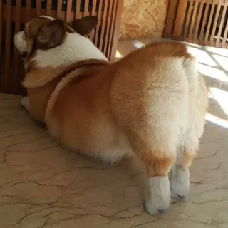 🤤 corgi, perro, animal, mascota, lindo, animal doméstico, trasero de perro, trasero de animal telegram sticker