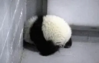 😩 panda, animal, fofo, engraçado, urso telegram sticker